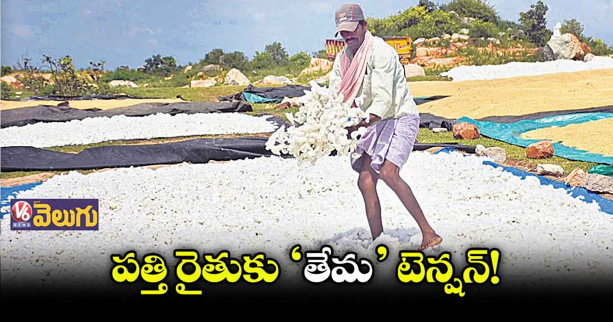 వాతావరణంలో పెరిగిన తేమ..పత్తి రైతుల్లో ఆందోళన