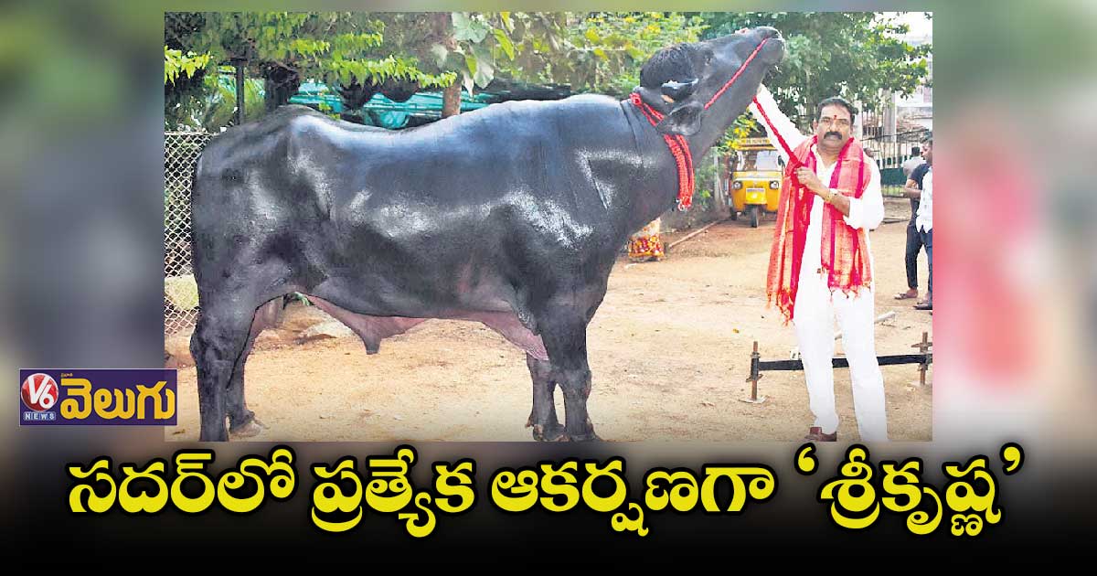 ఇయ్యాల్టి నుంచి సిటీలో సదర్ ఉత్సవాలు ప్రారంభం