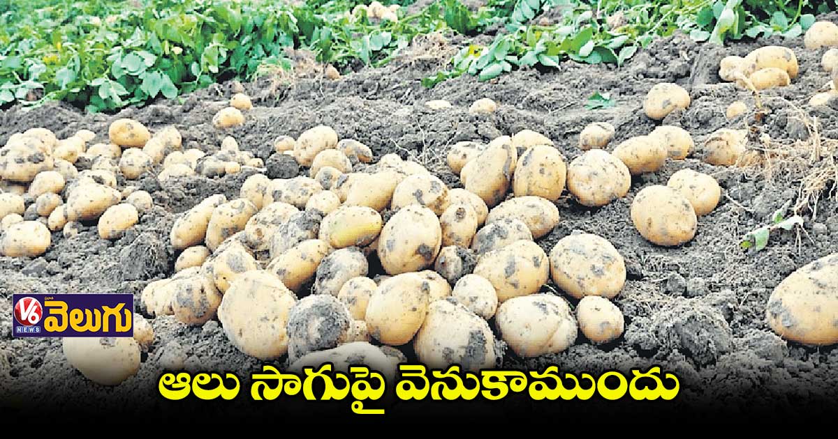 ఆలు పంట సాగుపై సందిగ్దంలో రైతులు