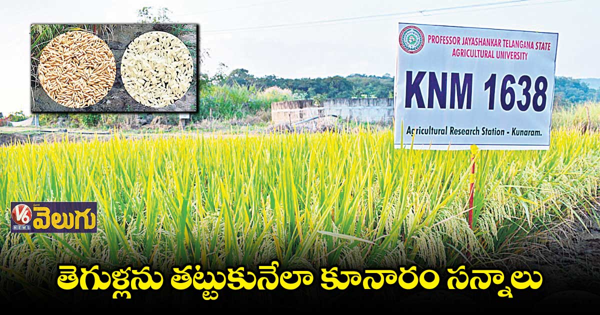 కొన్నేళ్లుగా పరిశోధన కేంద్రం నుంచి వరుసగా కొత్త వంగడాలు