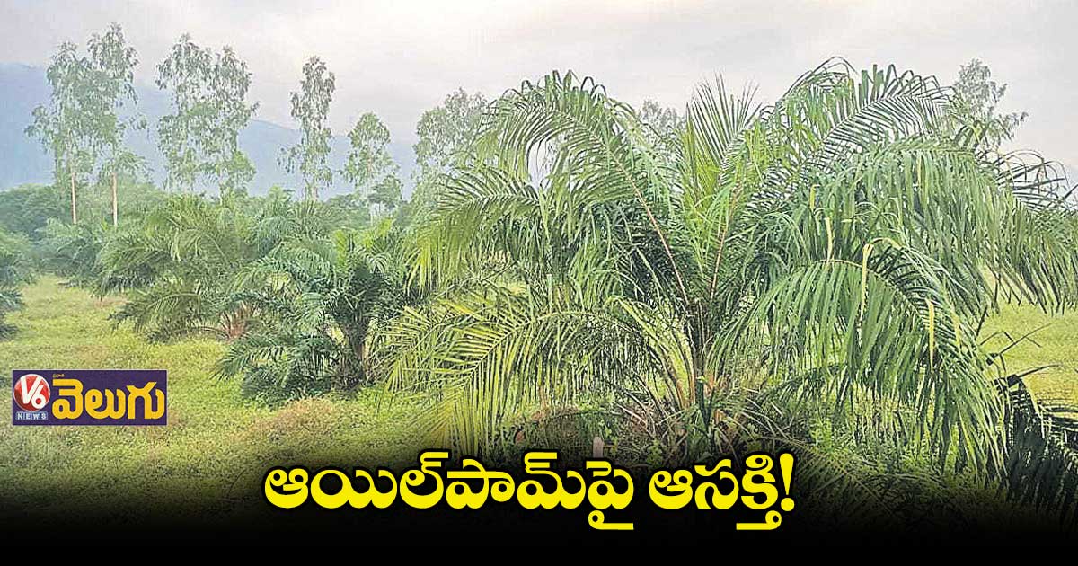 ఆయిల్పామ్పై ఆసక్తి!