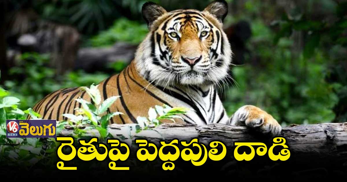 ఆసిఫాబాద్ జిల్లాలో విషాదం