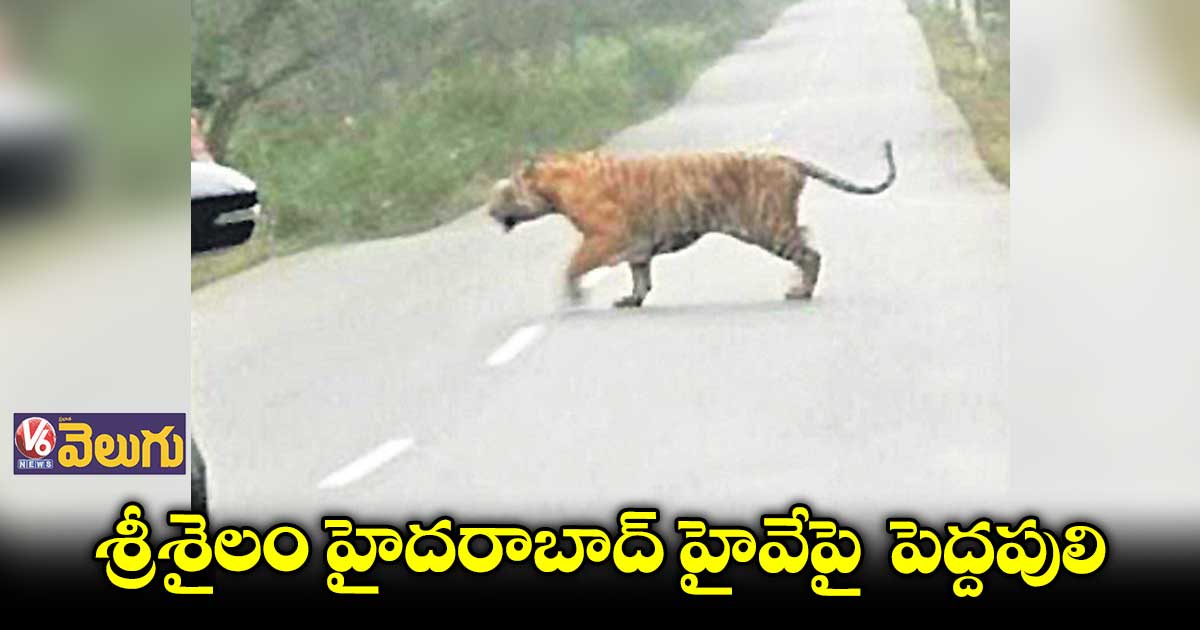 శ్రీశైలం -హైదరాబాద్ హైవేపై పెద్దపులి