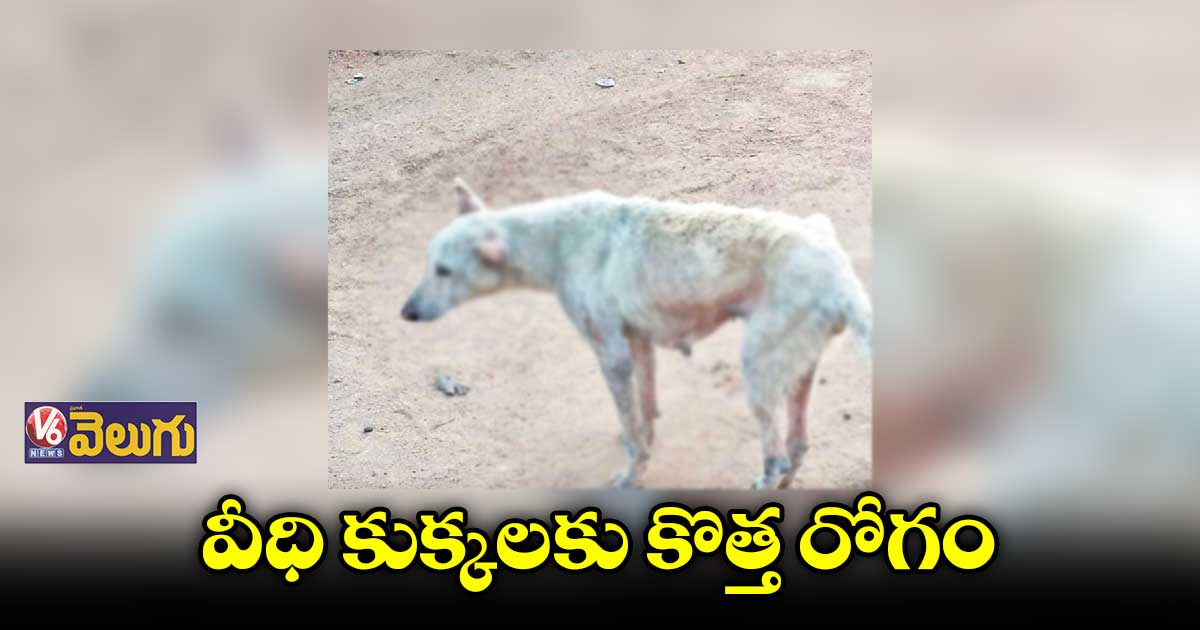 వీధి కుక్కలకు కొత్త రోగం