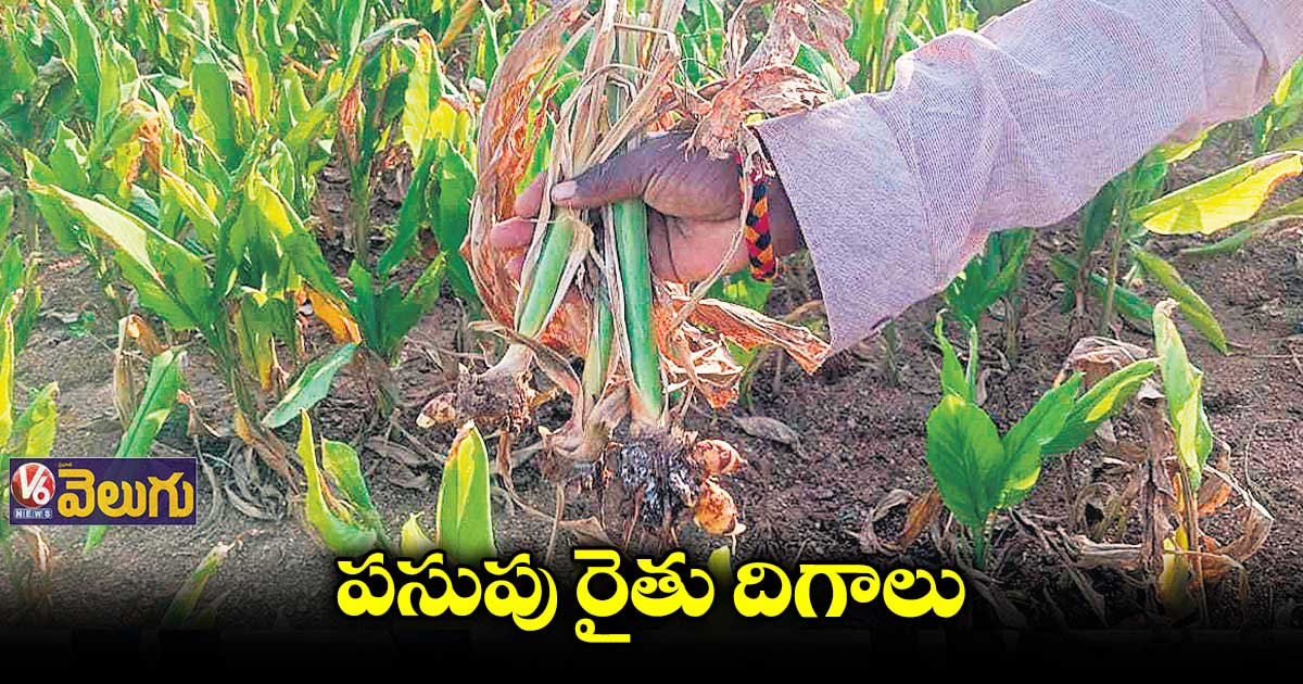 పసుపు పంటపై తెగుళ్లు పంజా
