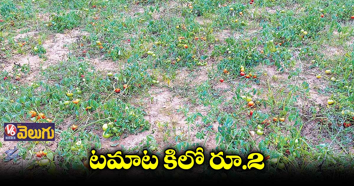 టమాట కిలో రూ.2 ..లబోదిబోమంటున్న రైతులు