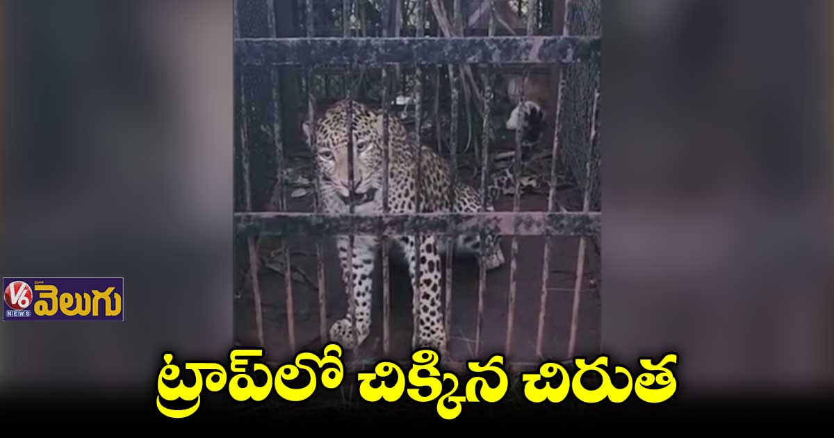 తిరుపతి ఎస్వీ వర్సిటీ ఆవరణలో చిక్కిన చిరుత