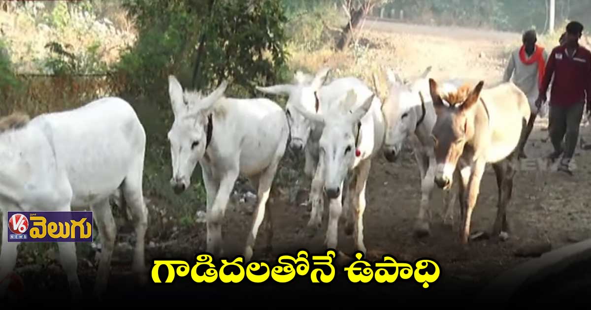 గాడిదలతోనే బతుకుదెరువు