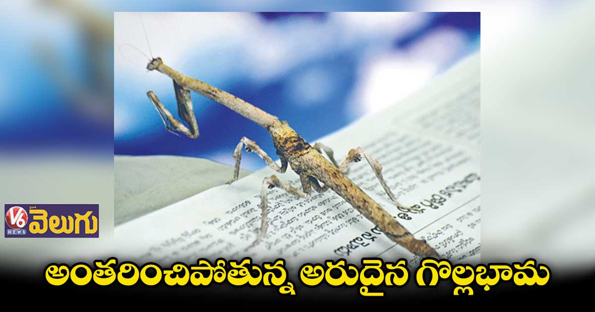 అంతరించిపోతున్న అరుదైన గొల్లభామ