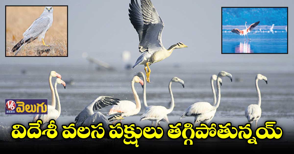 విదేశీ వలస పక్షులు తగ్గిపోతున్నయ్   