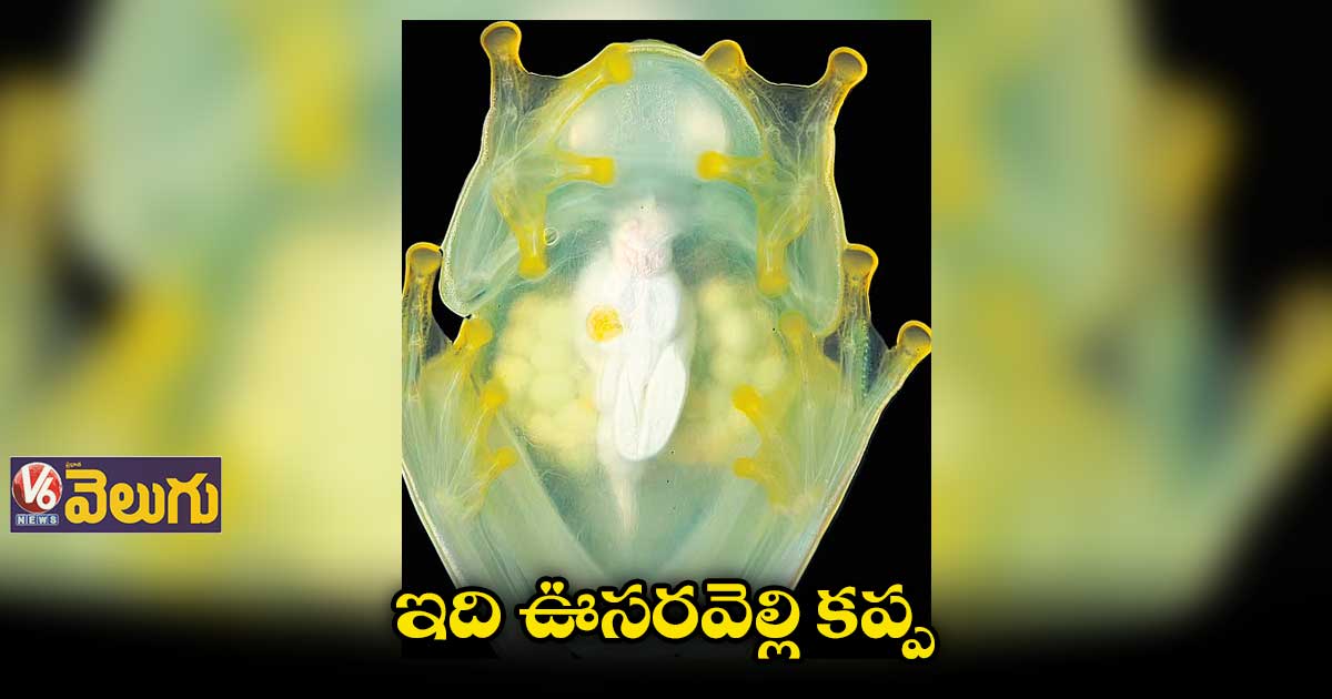 ఇది ఊసరవెల్లి  కప్ప 