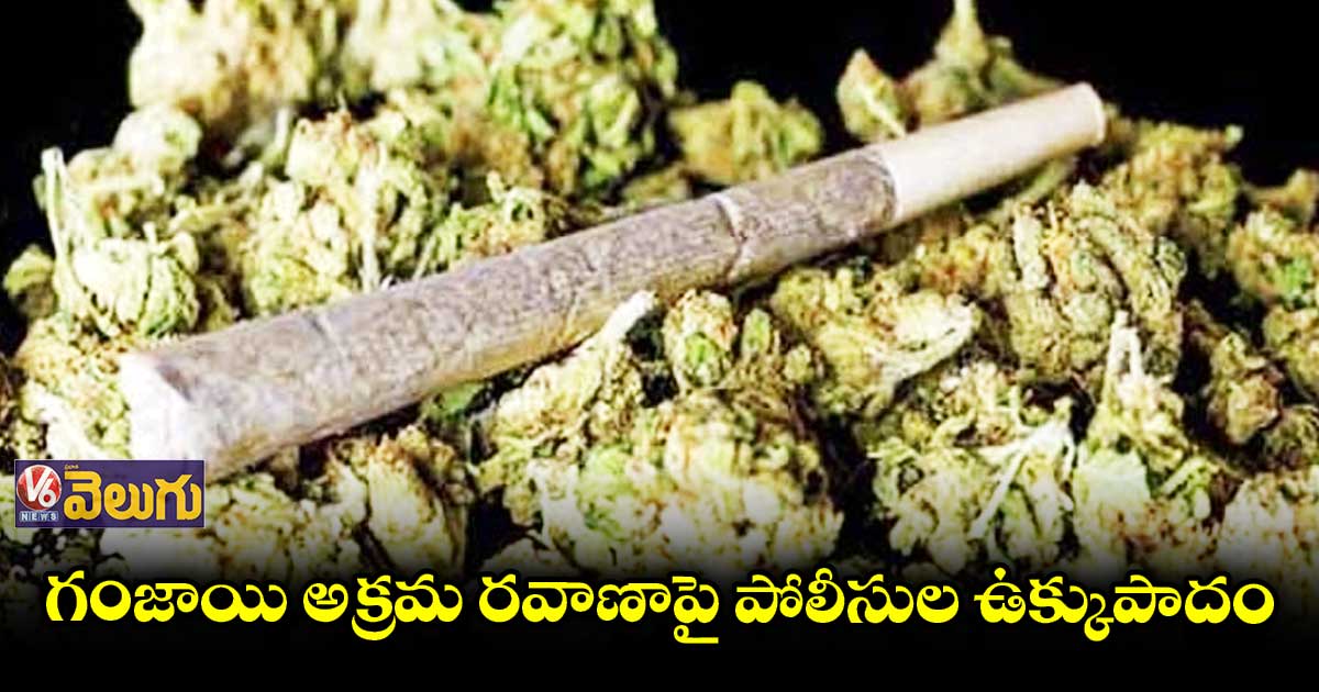 గంజాయి అక్రమ రవాణా ముఠా గుట్టురట్టు