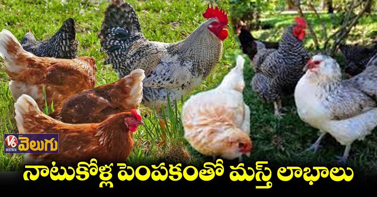 కనుమరుగవుతున్న నాటుకోళ్లు.. పెంపకంతో మస్త్ లాభాలు