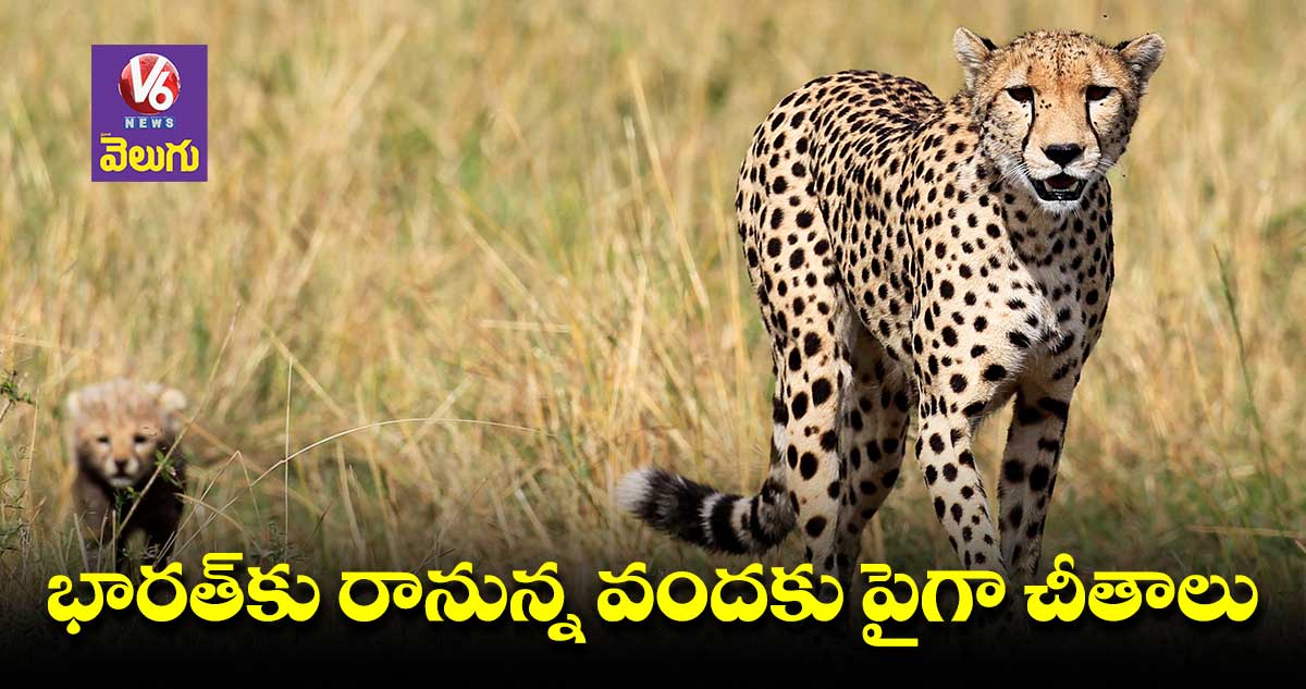 చీతాలను పంపేందుకు భారత్తో దక్షిణాఫ్రికా ఒప్పందం