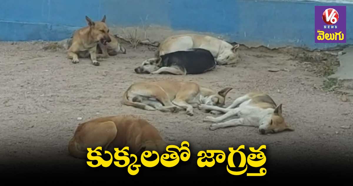 గ్రేటర్లో పెరిగిపోతున్న వీధి కుక్కల బెడద