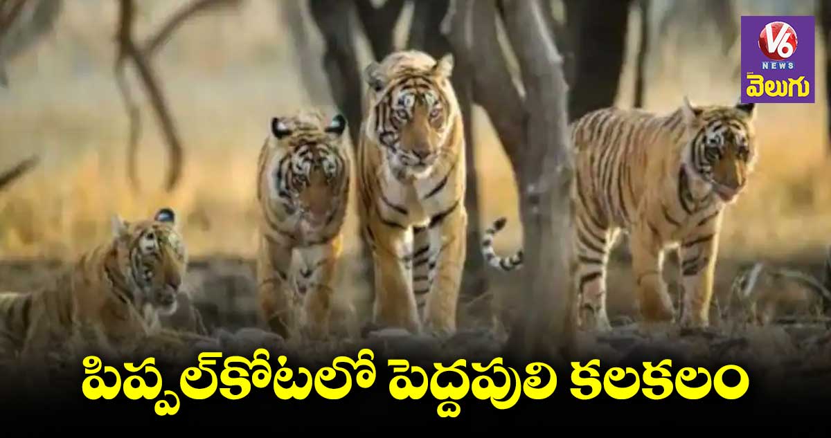 పిప్పల్కోట రిజర్వాయర్లో కనిపించిన పులులు