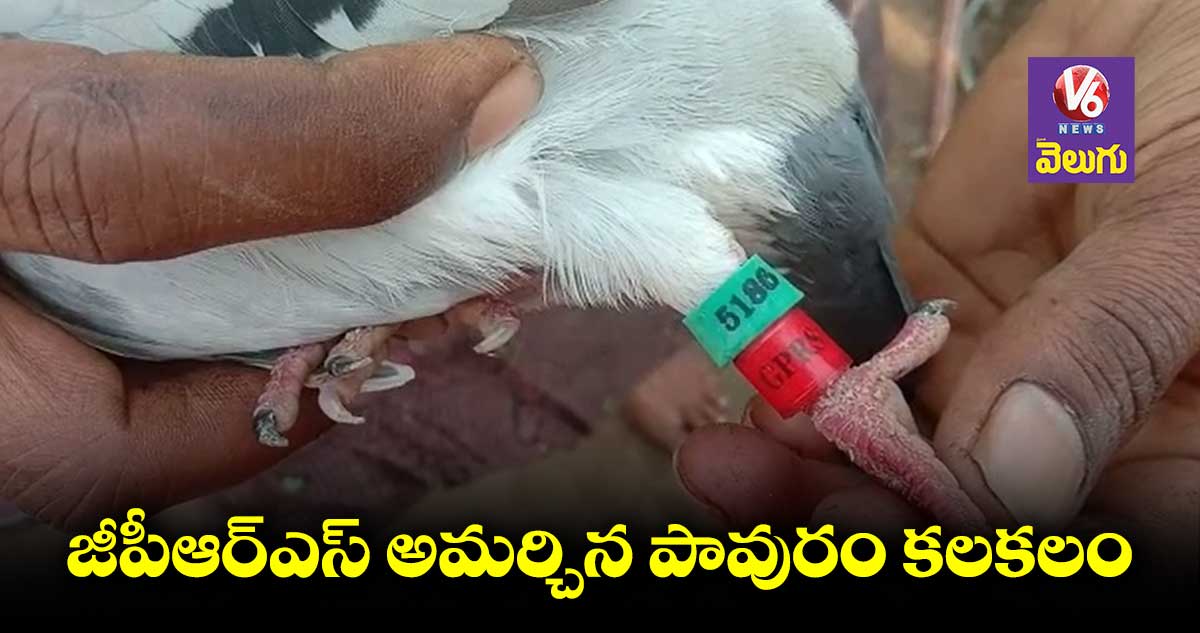 జీపీఆర్ఎస్ అమర్చిన పావురం కలకలం