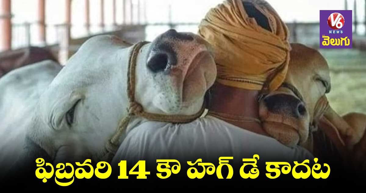 COW  HUG DAY: ఫిబ్రవరి 14న  ‘కౌ హగ్‌ డే’ బంద్