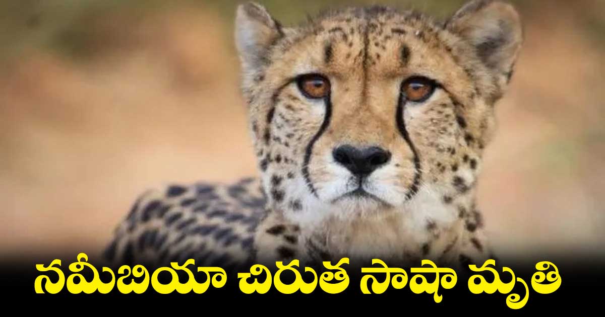 కిడ్నీ వ్యాధితో నమీబియా చిరుత సాషా మృతి 