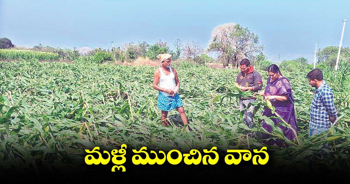 కరీంగనగర్ జిల్లాలో 12 వేల ఎకరాల్లో పంట నష్టం