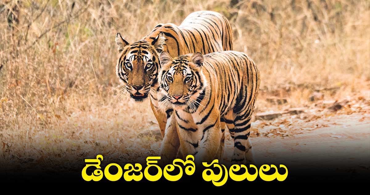 రాష్ట్రంలో పెద్ద పులులకు రక్షణ కరువు