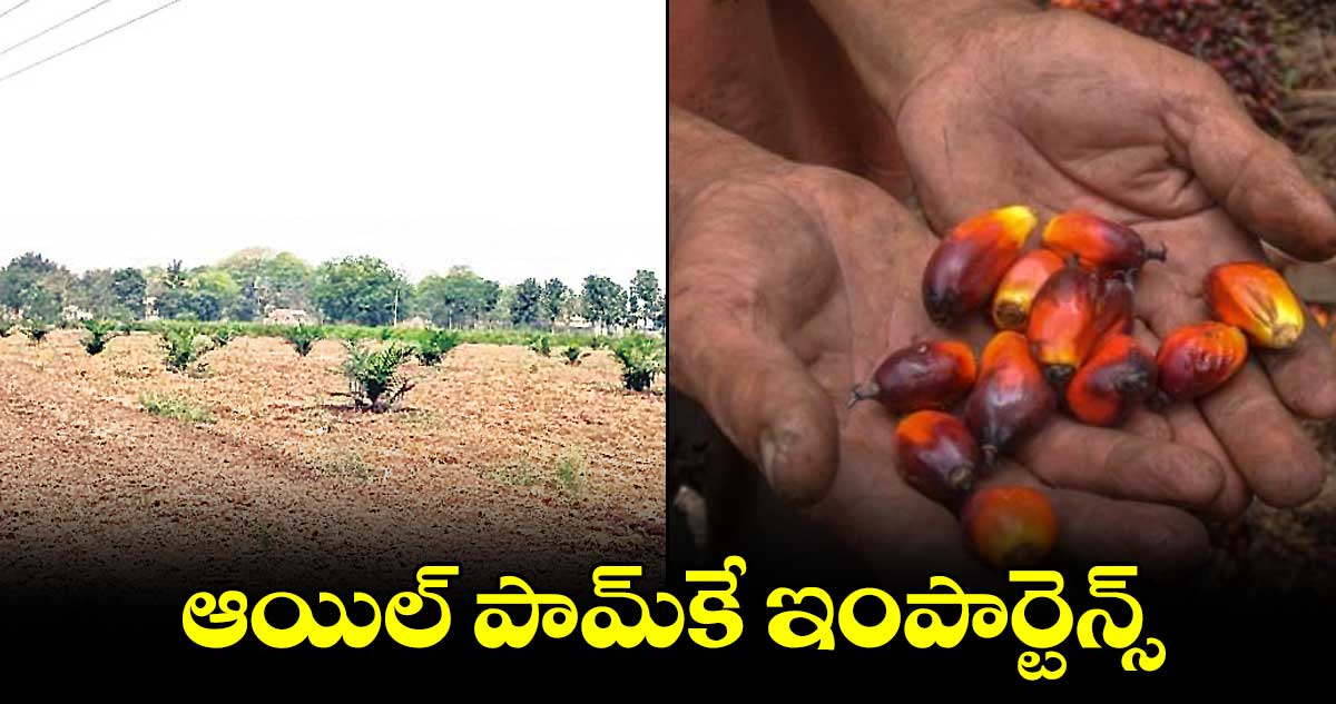 ఆయిల్​ పామ్​కే ఇంపార్టెన్స్​.. ఆరుతడి రైతుల అసంతృప్తి