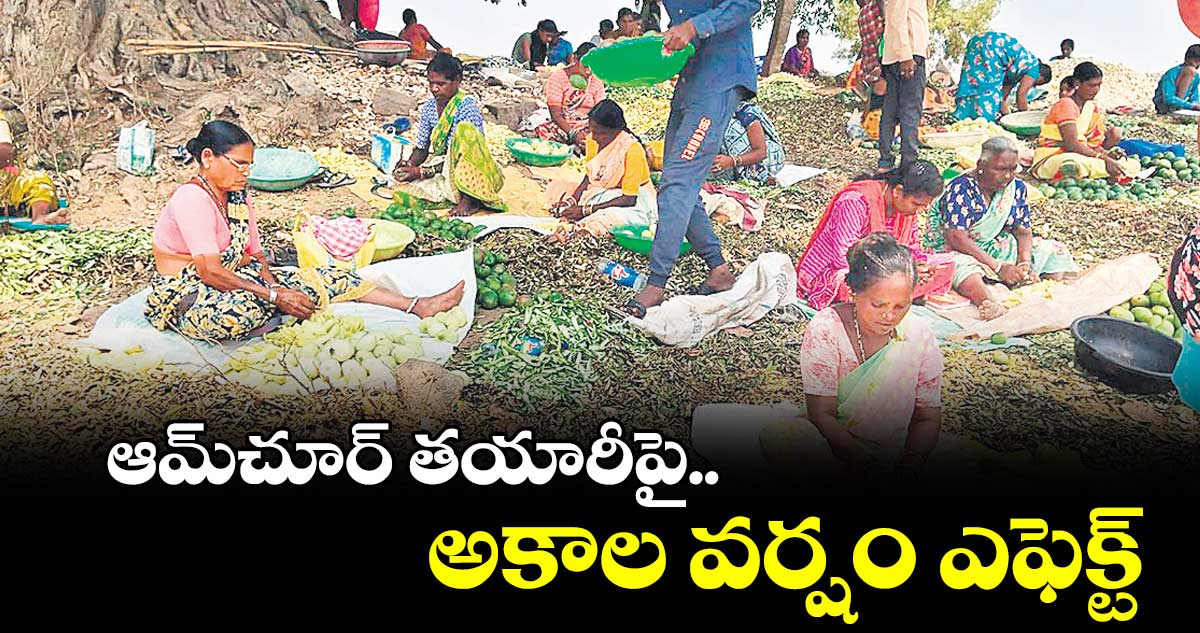 ఆమ్‌చూర్‌ తయారీపై.. అకాల వర్షం ఎఫెక్ట్‌