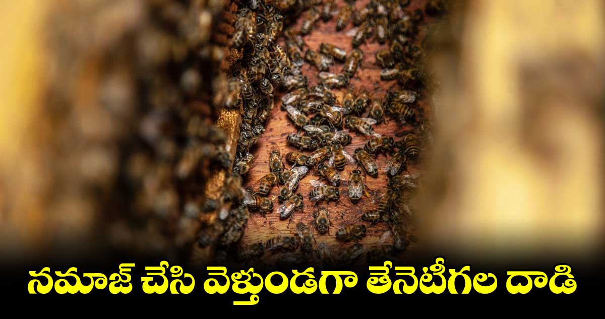 నమాజ్ చేసి వెళ్తుండగా తేనెటీగల దాడి