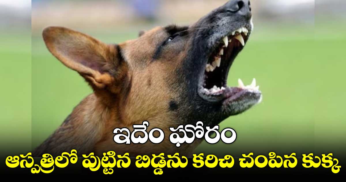 Karnataka : ఇదేం ఘోరం : ఆస్పత్రిలో పుట్టిన బిడ్డను కరిచి చంపిన కుక్క