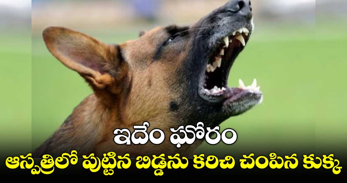 Karnataka :  ఇదేం ఘోరం : ఆస్పత్రిలో పుట్టిన బిడ్డను కరిచి చంపిన కుక్క