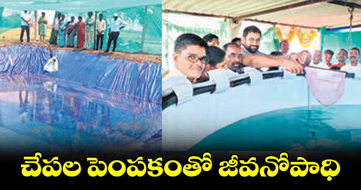 చేపల పెంపకంతో జీవనోపాధి