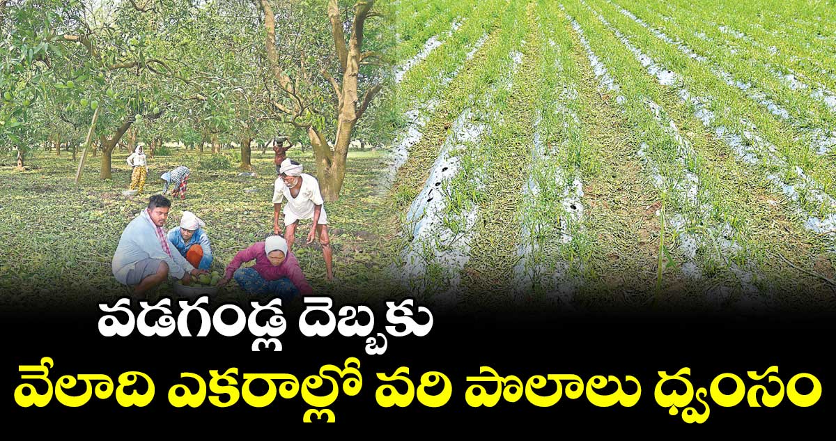 వడ్లు రాలినయ్​.. గడ్డి మిగిలింది