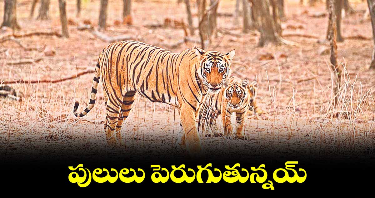 పులులు పెరుగుతున్నయ్