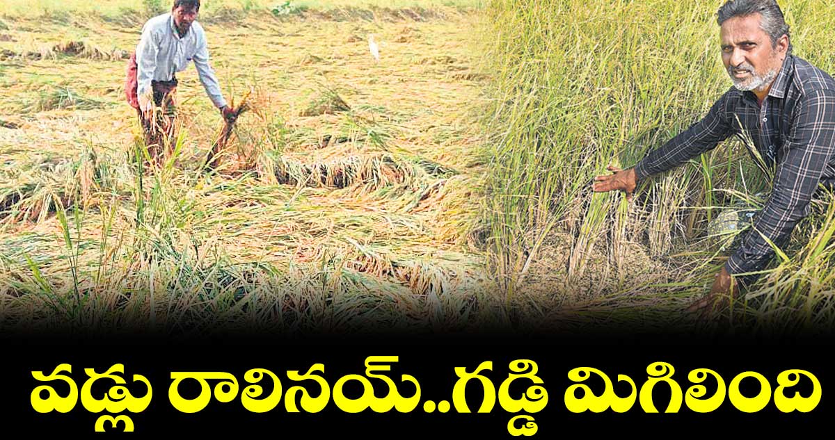 వడ్లు రాలినయ్..గడ్డి మిగిలింది