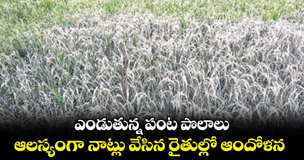 చి'వరి' రైతుల అరిగోస