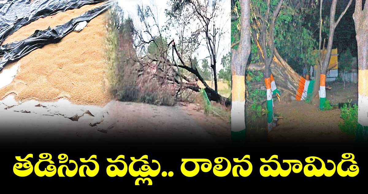 తడిసిన వడ్లు.. రాలిన మామిడి