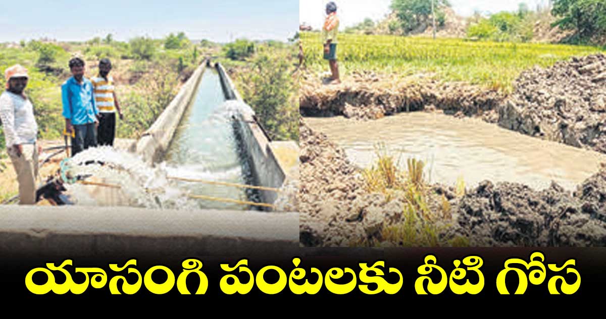 యాసంగి పంటలకు నీటి గోస