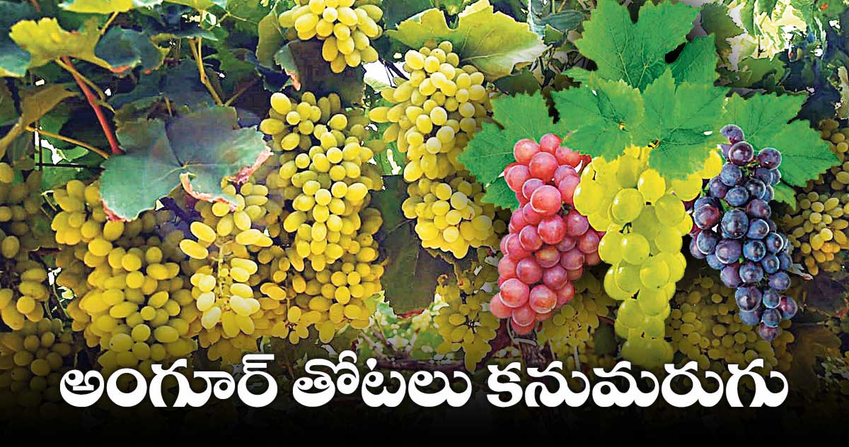 అంగూర్​ తోటలు కనుమరుగు