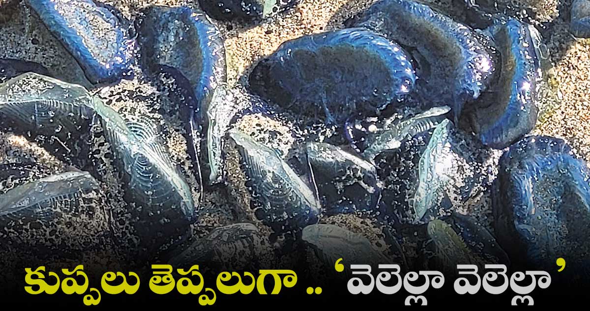 వేలాదిగా చనిపోతున్న జెల్లీఫిష్ను తలపించే జలచరాలు