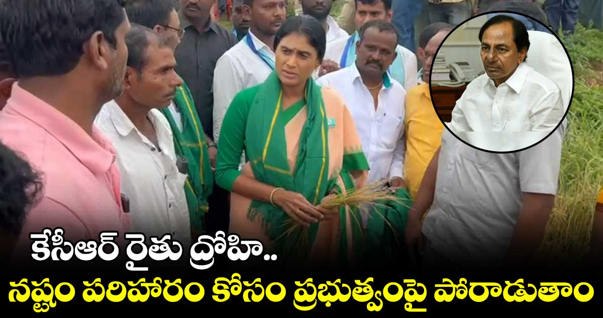 పంట నష్టాన్ని పరిశీలించిన షర్మిల.. ఎకరాకు 10 వేలు 30 వేలు ఇవ్వాలి