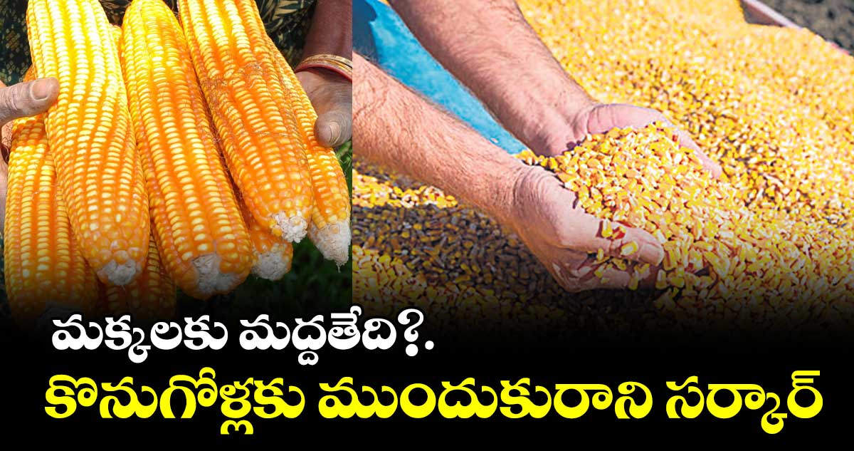 మక్కపంట కొనుగోళ్లపై సర్కార్ నుంచి ఎలాంటి క్లారిటీ లేదు