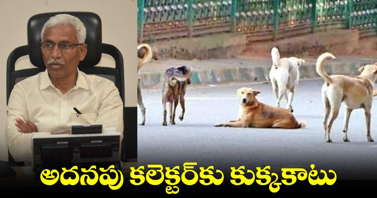 సిద్దిపేట అదనపు కలెక్టర్కు కుక్కకాటు.. తీవ్ర గాయాలు