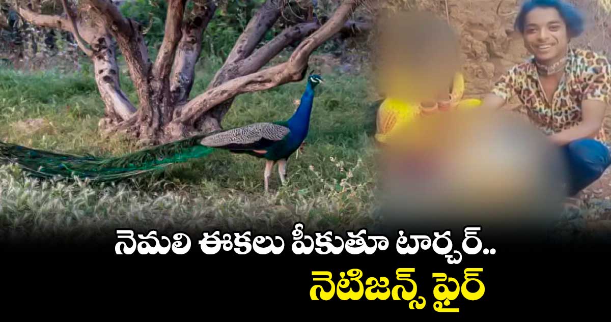 నెమలి ఈకలు పీకుతూ టార్చర్.. నెటిజన్స్ ఫైర్