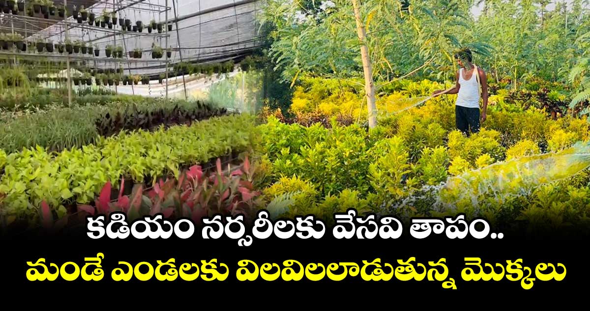 కడియం నర్సరీలకు వేసవి తాపం.. మండే ఎండలకు విలవిలలాడుతున్న మొక్కలు