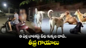 మరో చిన్నారిపై వీధి కుక్కల దాడి.. తీవ్ర గాయాలు