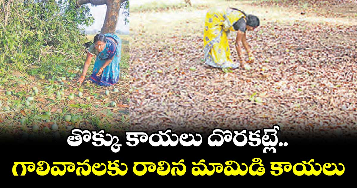 తొక్కు కాయలు దొరకట్లే.. గాలివానలకు రాలిన మామిడి కాయలు
