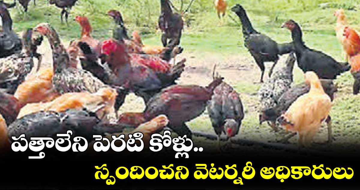 పత్తాలేని పెరటి కోళ్లు.. స్పందించని వెటర్నరీ అధికారులు