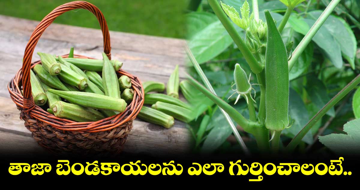 Ladyfinger : తాజా బెండకాయలను ఎలా గుర్తించాలంటే..