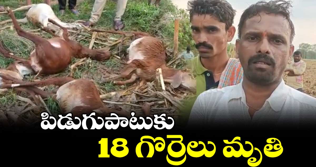 పిడుగుపాటుకు 18 గొర్రెలు మృతి