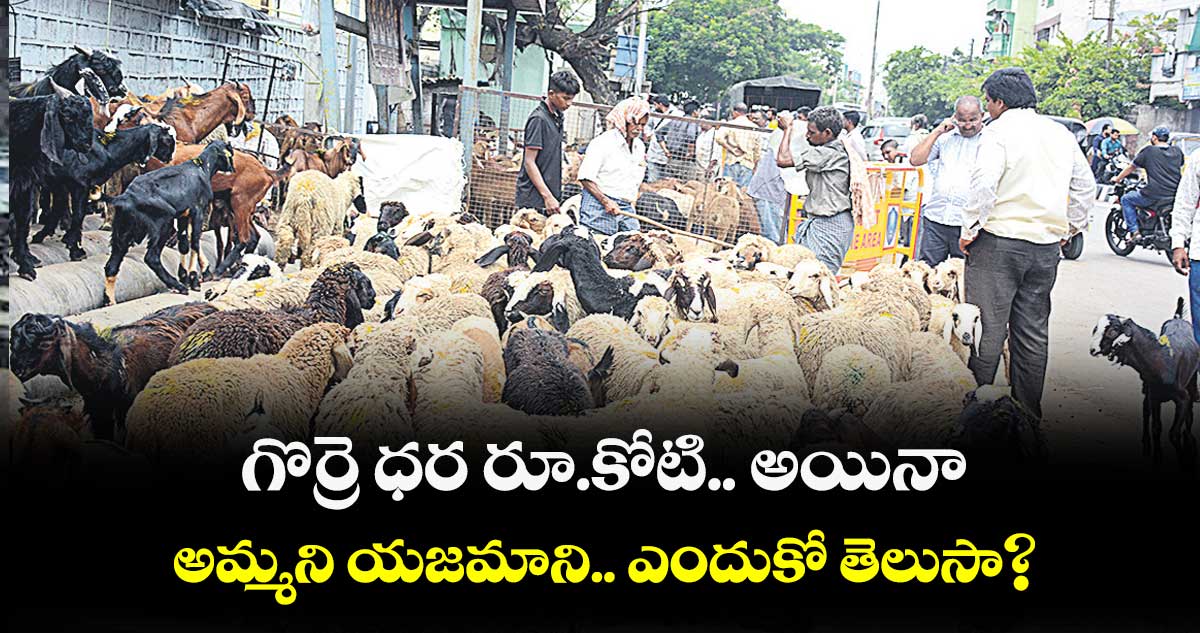 గొర్రె ధర రూ.కోటి.. అయినా అమ్మని యజమాని.. ఎందుకో తెలుసా?